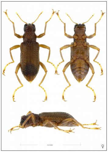 Réf. 205 339 : Leptelmis sp.